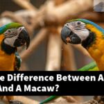 What Is The Difference Between A Parakeet And A Macaw?