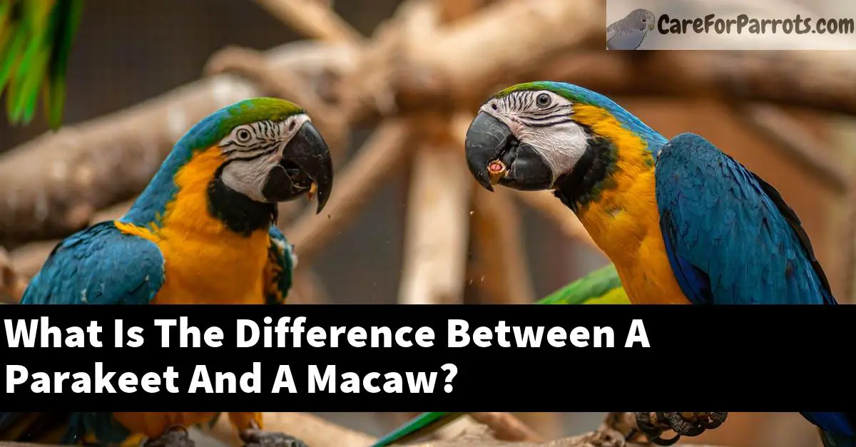 What Is The Difference Between A Parakeet And A Macaw?