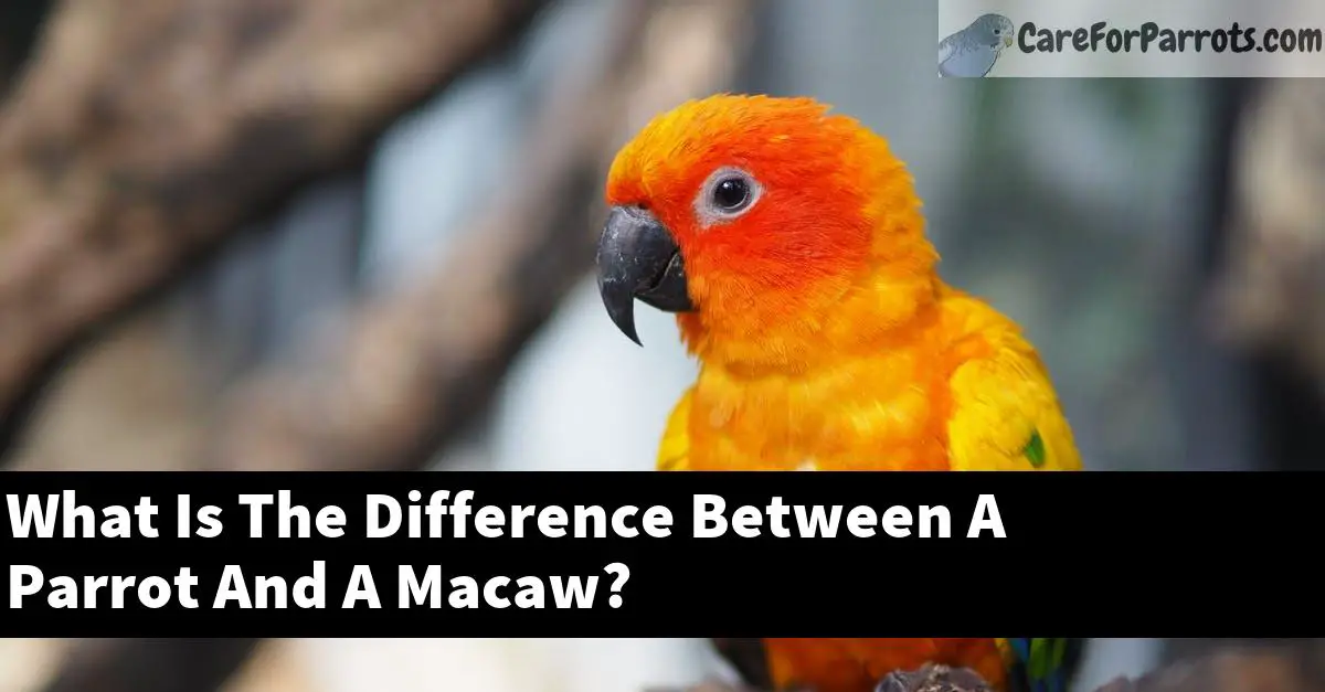 What Is The Difference Between A Parrot And A Macaw?