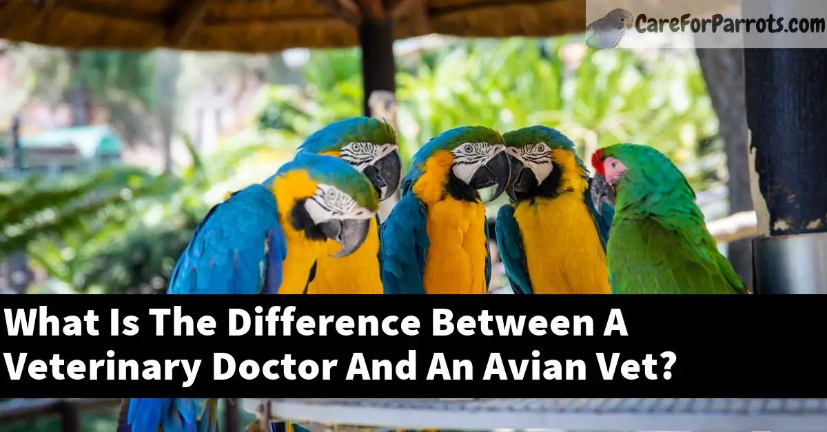 What Is The Difference Between A Veterinary Doctor And An Avian Vet?