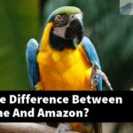 What Is The Difference Between Alexandrine And Amazon?