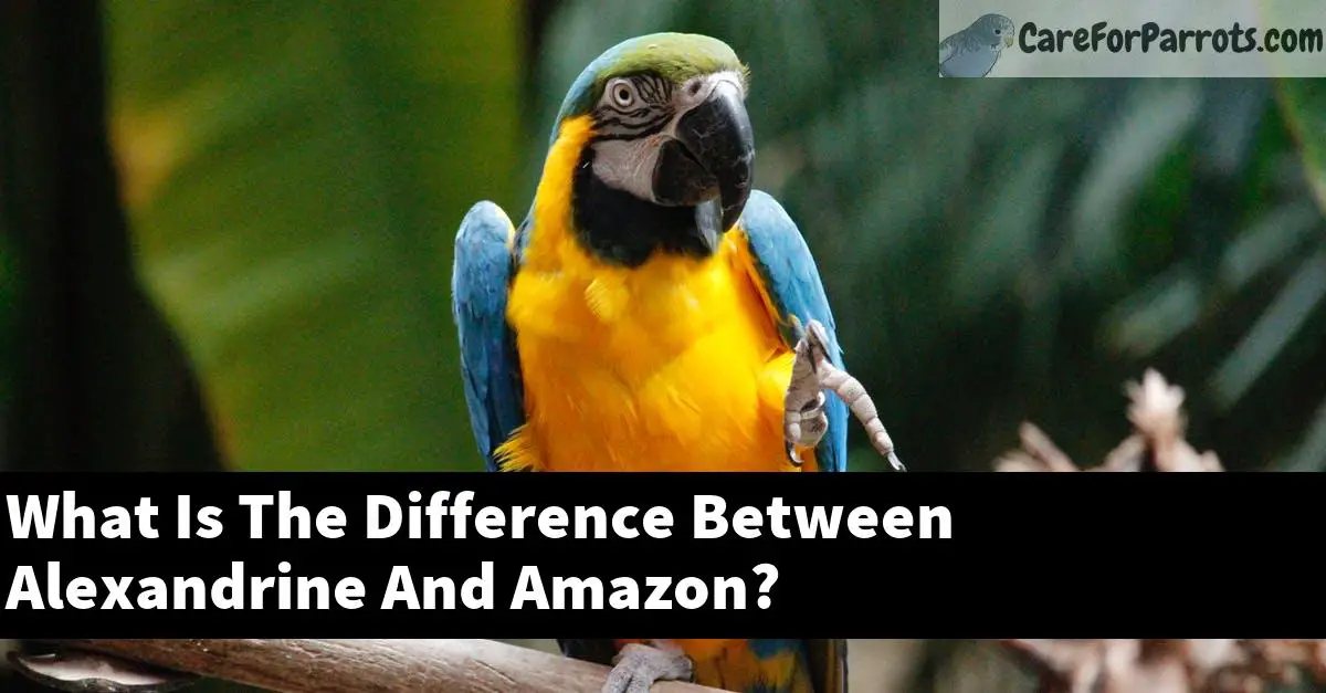 What Is The Difference Between Alexandrine And Amazon?