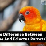What Is The Difference Between Alexandrine And Eclectus Parrots?
