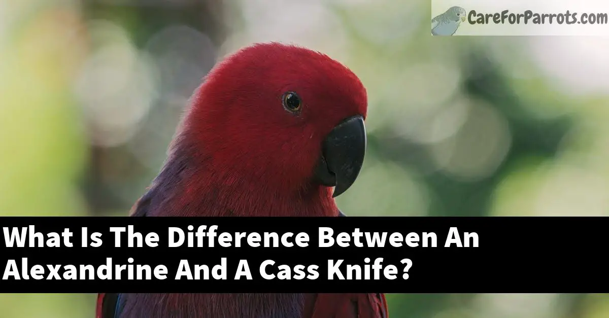 What Is The Difference Between An Alexandrine And A Cass Knife?