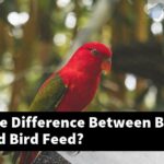 What Is The Difference Between Bird Pellets And Bird Feed?