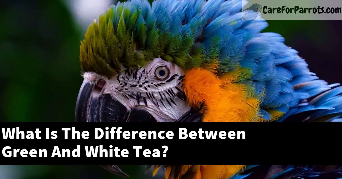 What Is The Difference Between Green And White Tea?