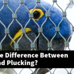 What Is The Difference Between Molting And Plucking?