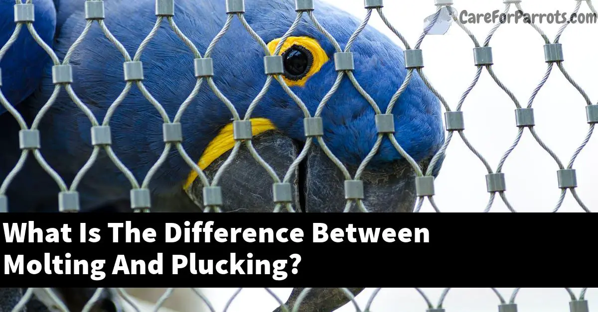 What Is The Difference Between Molting And Plucking?