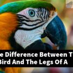 What Is The Difference Between The Legs Of A Bird And The Legs Of A Human?