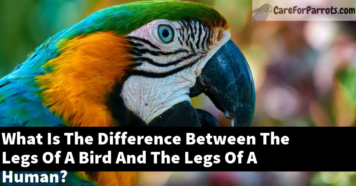 What Is The Difference Between The Legs Of A Bird And The Legs Of A Human?