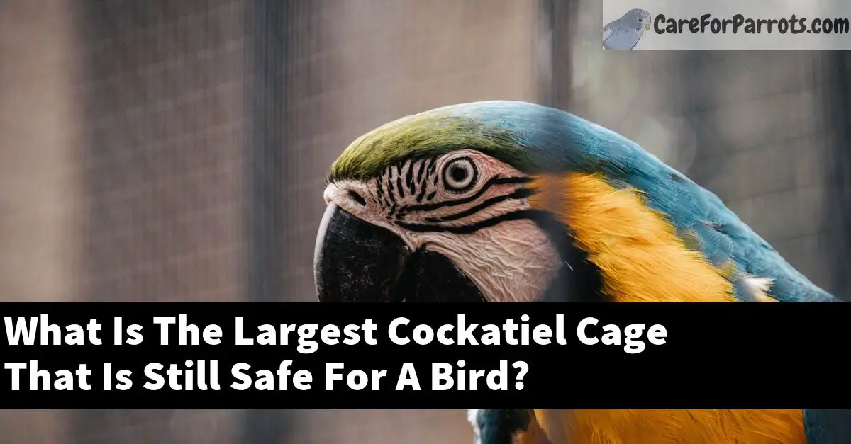 What Is The Largest Cockatiel Cage That Is Still Safe For A Bird 