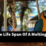 What Is The Life Span Of A Molting Parrotlet?