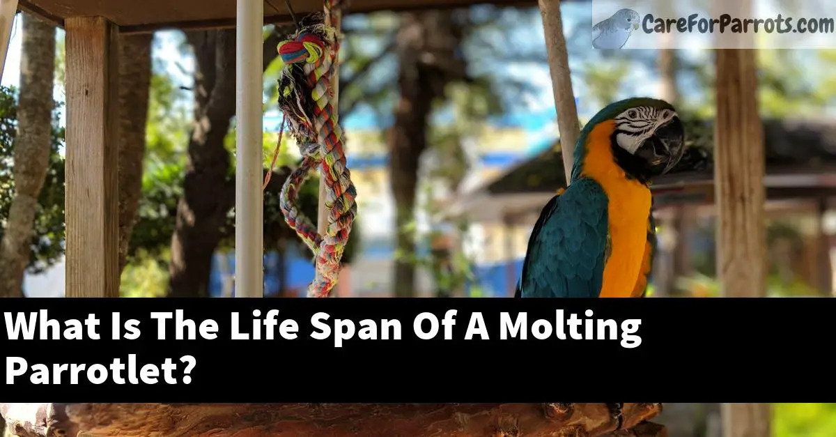What Is The Life Span Of A Molting Parrotlet?