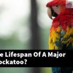 What Is The Lifespan Of A Major Mitchell Cockatoo?