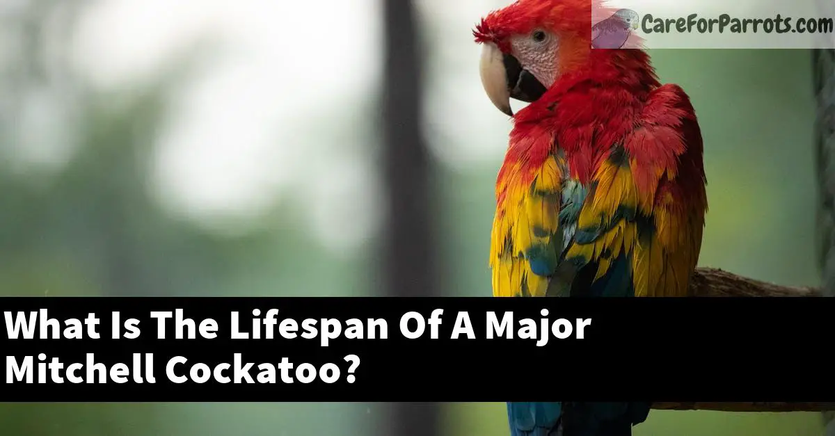 What Is The Lifespan Of A Major Mitchell Cockatoo?
