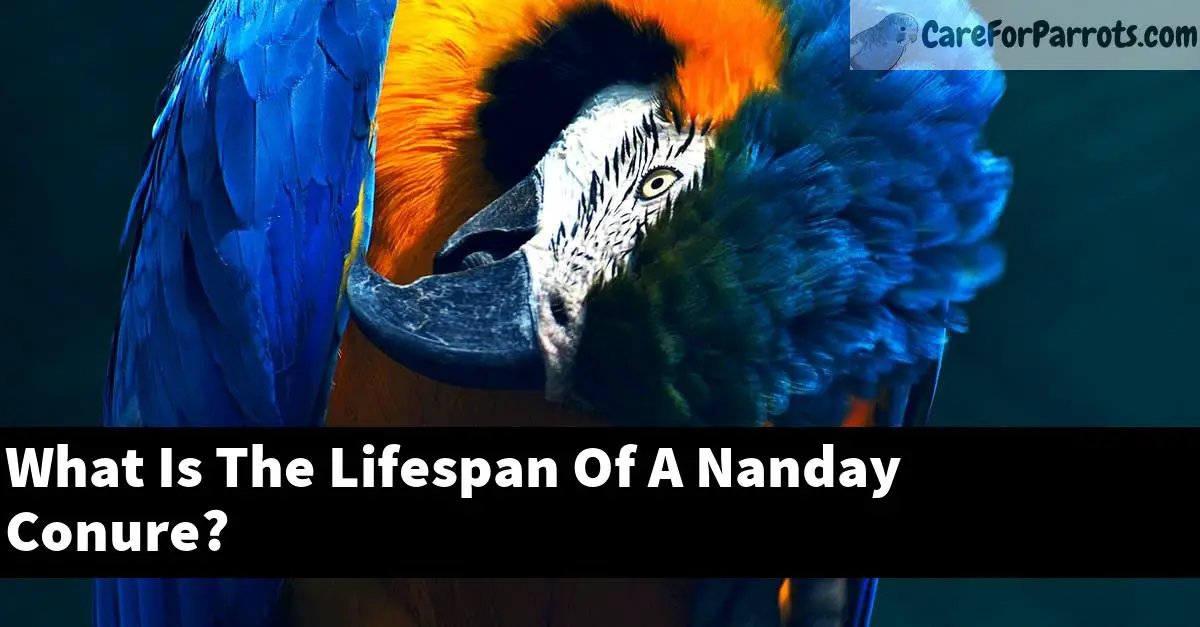 What Is The Lifespan Of A Nanday Conure?