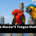 What Is The Macaw'S Tongue Made Of?