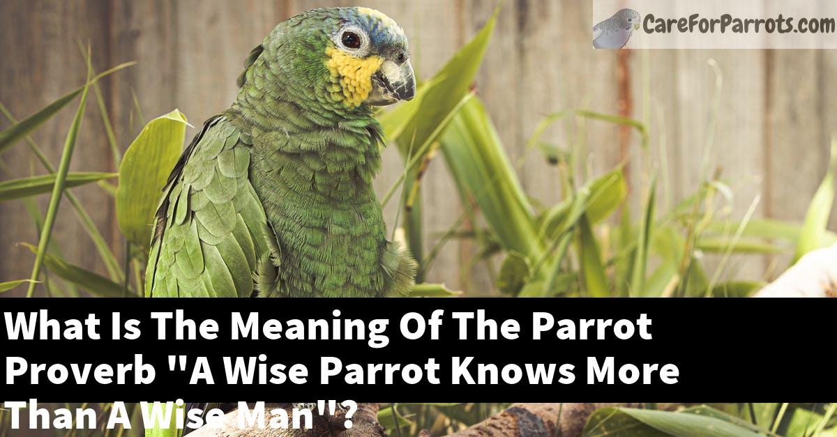 What Is The Meaning Of The Parrot Proverb "A Wise Parrot Knows More Than A Wise Man"?