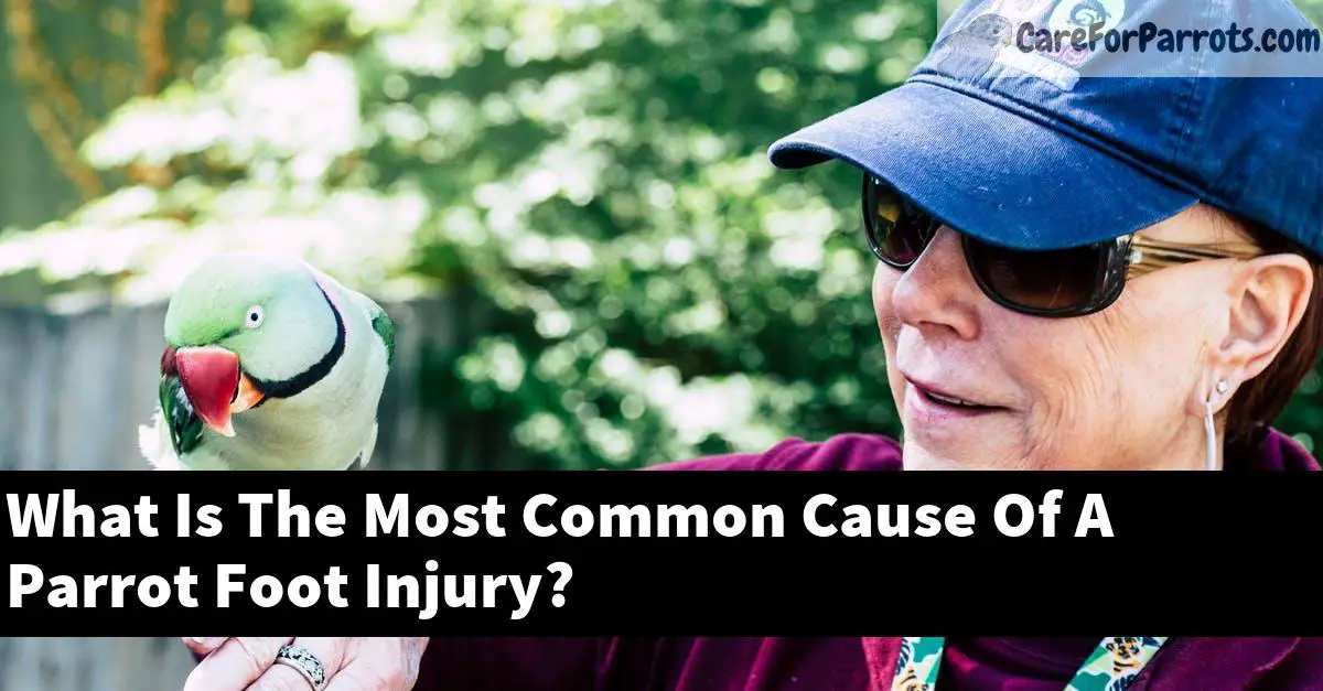 What Is The Most Common Cause Of A Parrot Foot Injury?