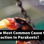What Is The Most Common Cause Of An Allergic Reaction In Parakeets?