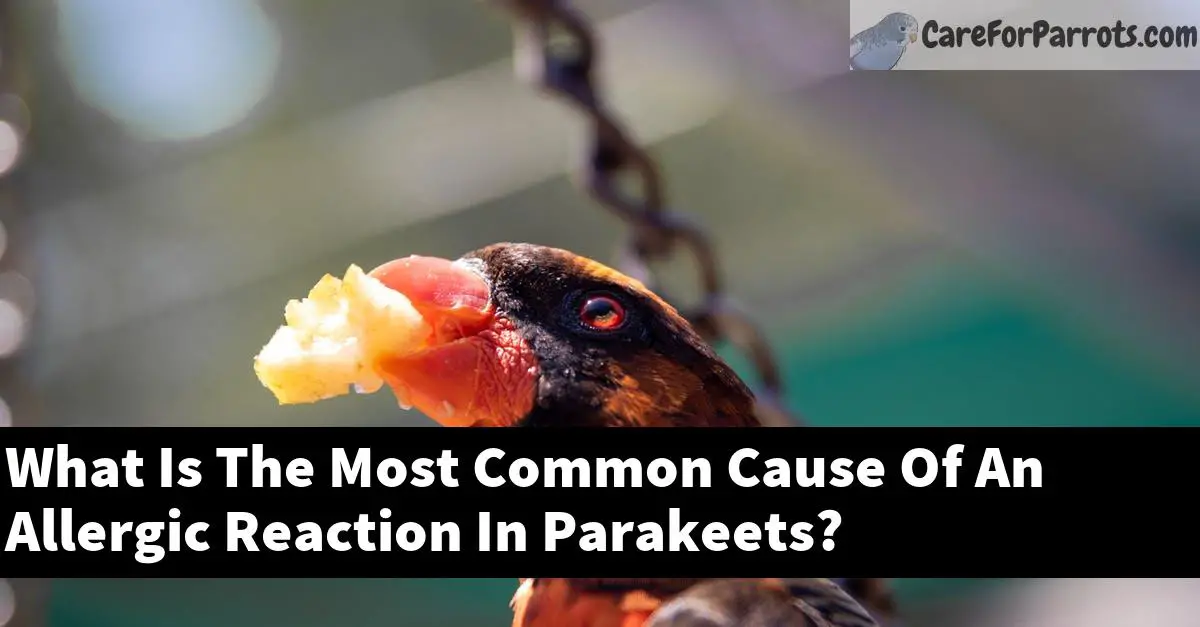 What Is The Most Common Cause Of An Allergic Reaction In Parakeets?