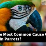 What Is The Most Common Cause Of Blindness In Parrots?