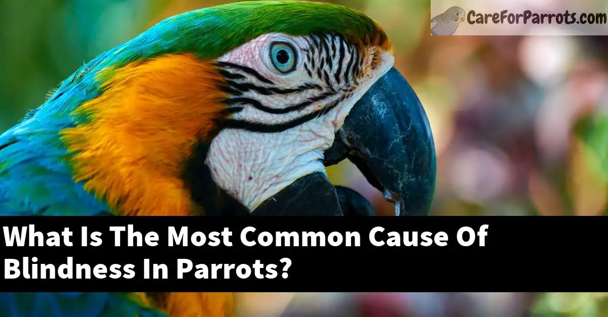 What Is The Most Common Cause Of Blindness In Parrots?