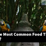 What Is The Most Common Food That Kills Birds?