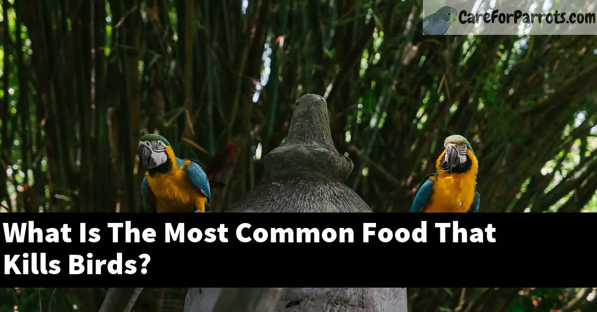 What Is The Most Common Food That Kills Birds?