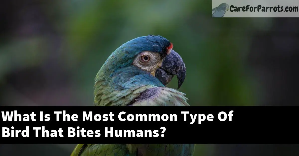 What Is The Most Common Type Of Bird That Bites Humans?