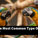 What Is The Most Common Type Of Bird Wing?