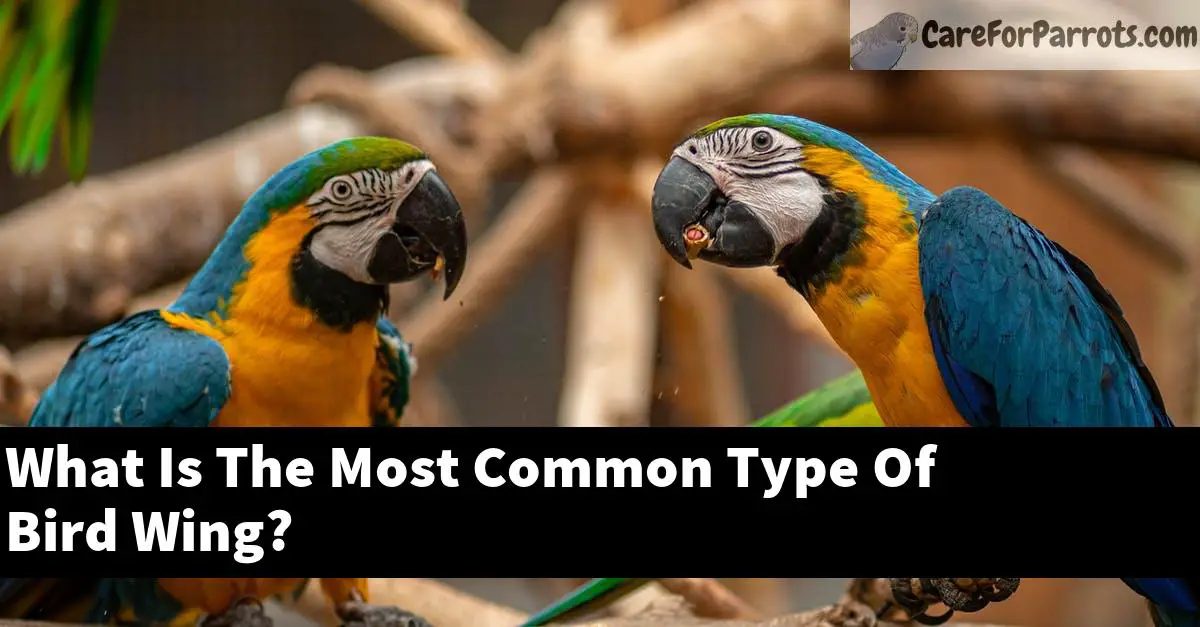 What Is The Most Common Type Of Bird Wing?
