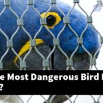What Is The Most Dangerous Bird In The World?