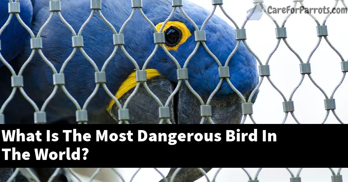 What Is The Most Dangerous Bird In The World?