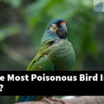 What Is The Most Poisonous Bird In The World?