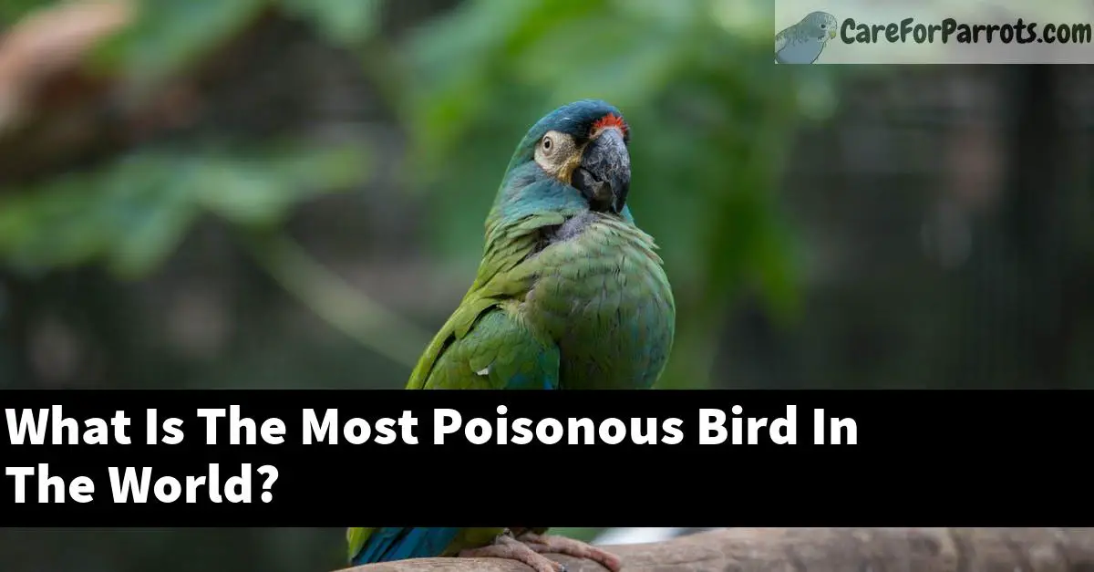 What Is The Most Poisonous Bird In The World?