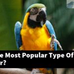 What Is The Most Popular Type Of Bird Diaper?