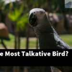 What Is The Most Talkative Bird?