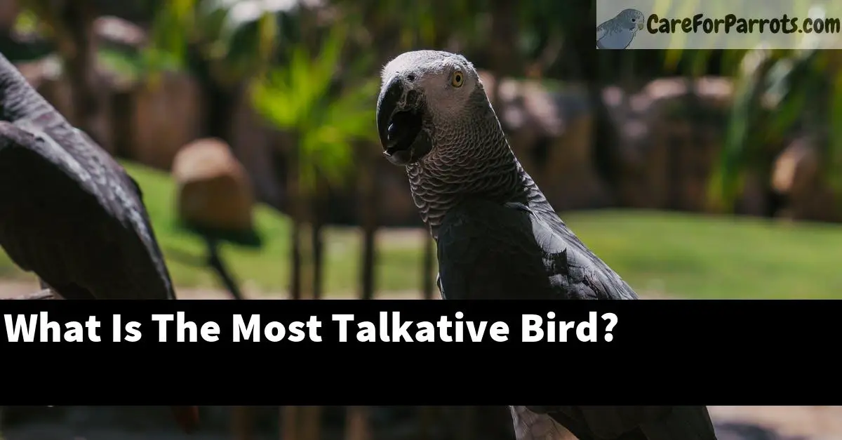 What Is The Most Talkative Bird?