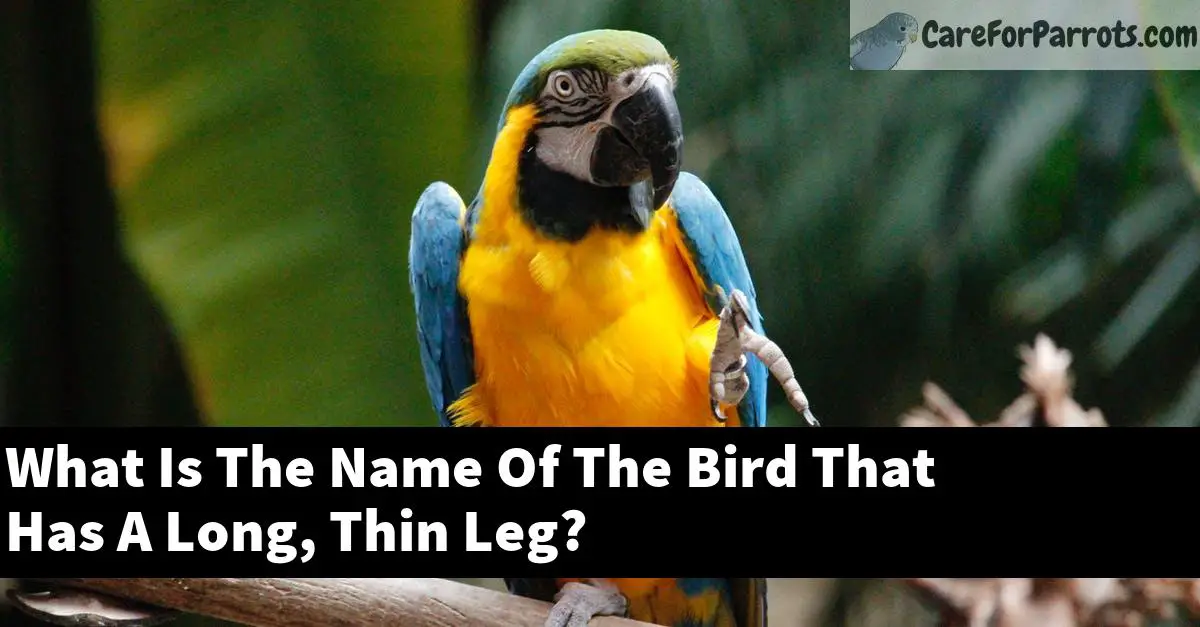 What Is The Name Of The Bird That Has A Long, Thin Leg?