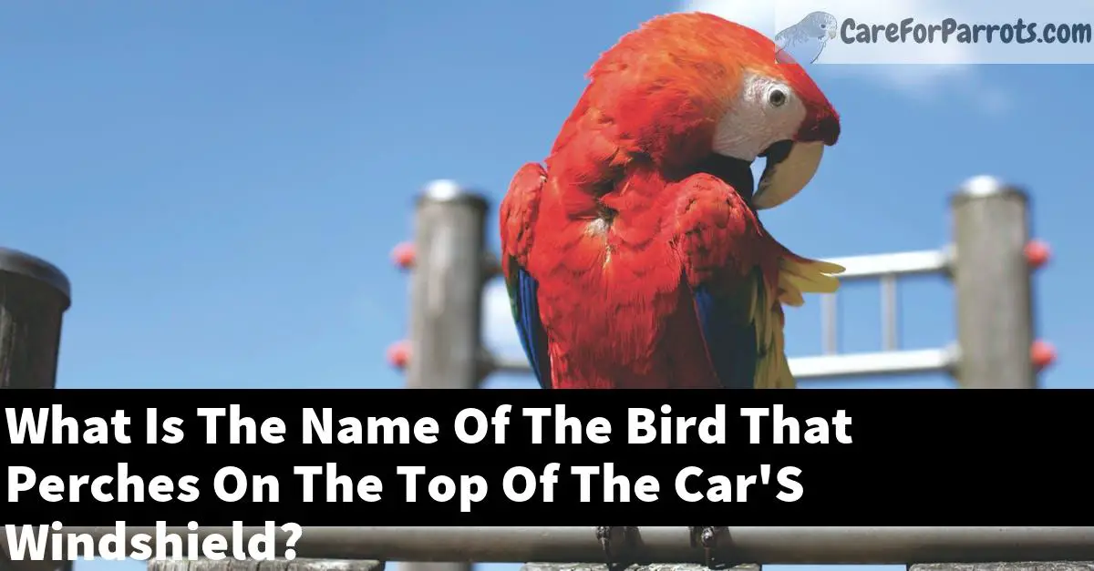 What Is The Name Of The Bird That Perches On The Top Of The Car'S Windshield?