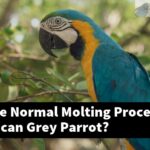 What Is The Normal Molting Process For An African Grey Parrot?