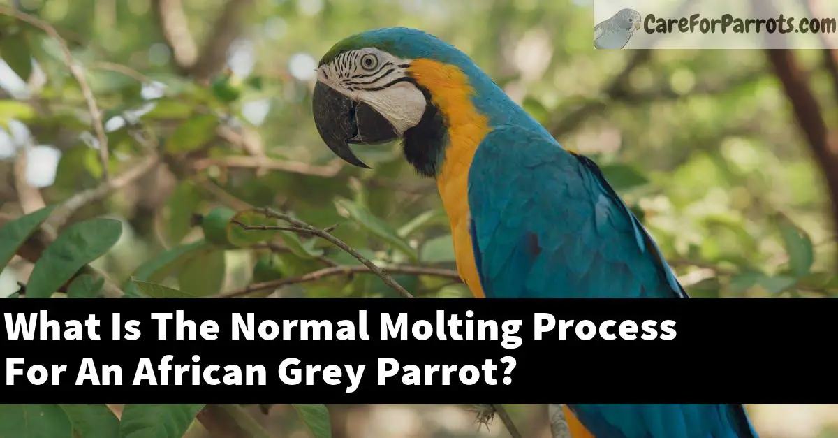 What Is The Normal Molting Process For An African Grey Parrot?