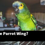 What Is The Parrot Wing?