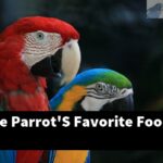 What Is The Parrot'S Favorite Food?