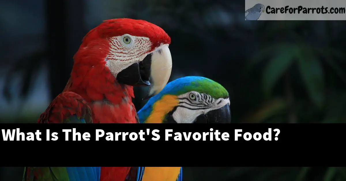 What Is The Parrot'S Favorite Food?