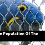 What Is The Population Of The Macaw?