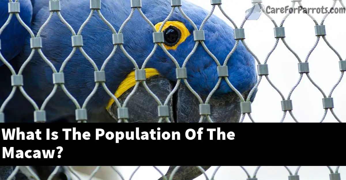 What Is The Population Of The Macaw?