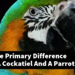 What Is The Primary Difference Between A Cockatiel And A Parrot?