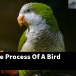 What Is The Process Of A Bird Molting?